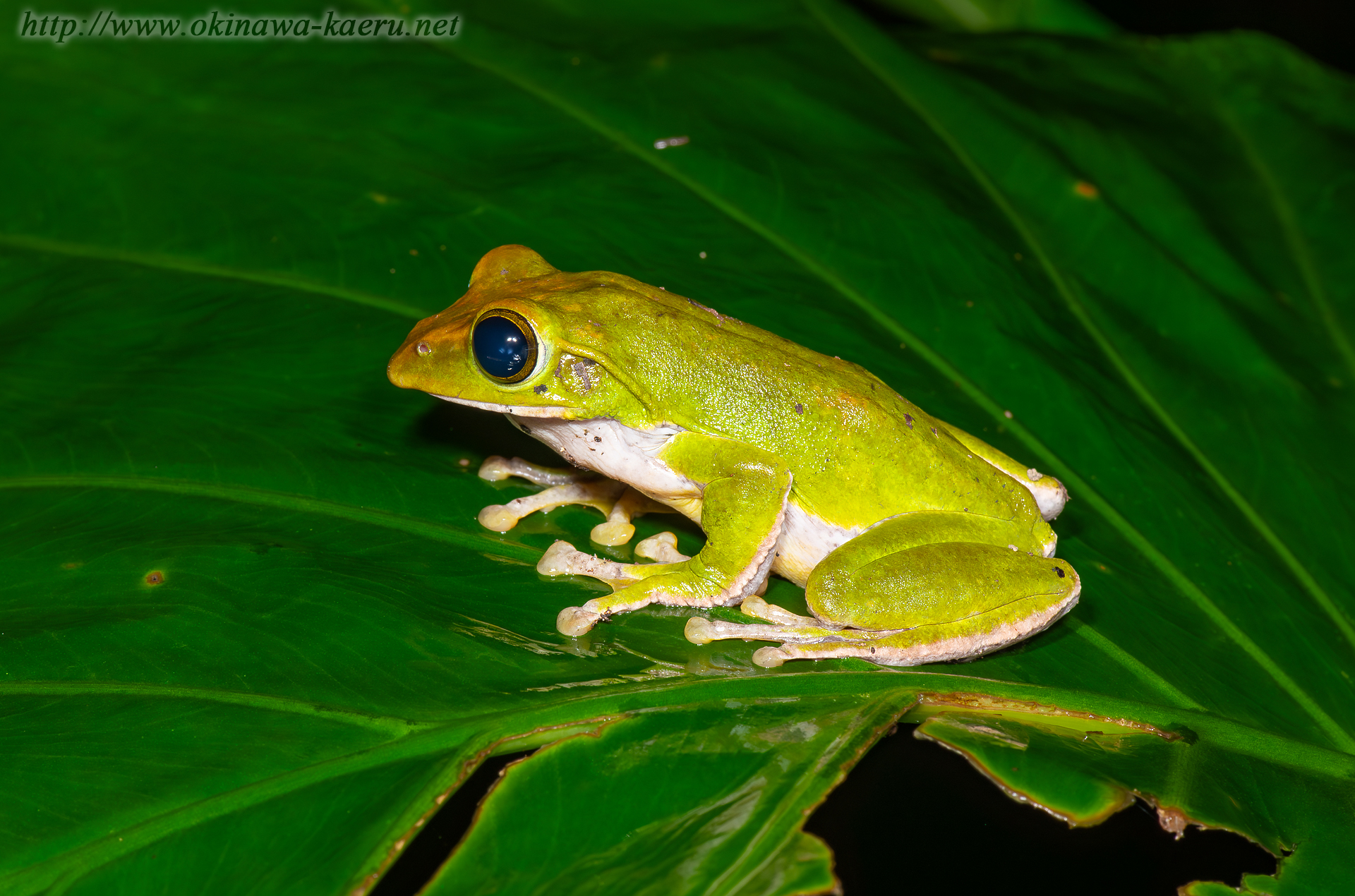 オキナワアオガエル Zhangixalus viridis viridis Okinawa green tree frog おきなわカエル商会