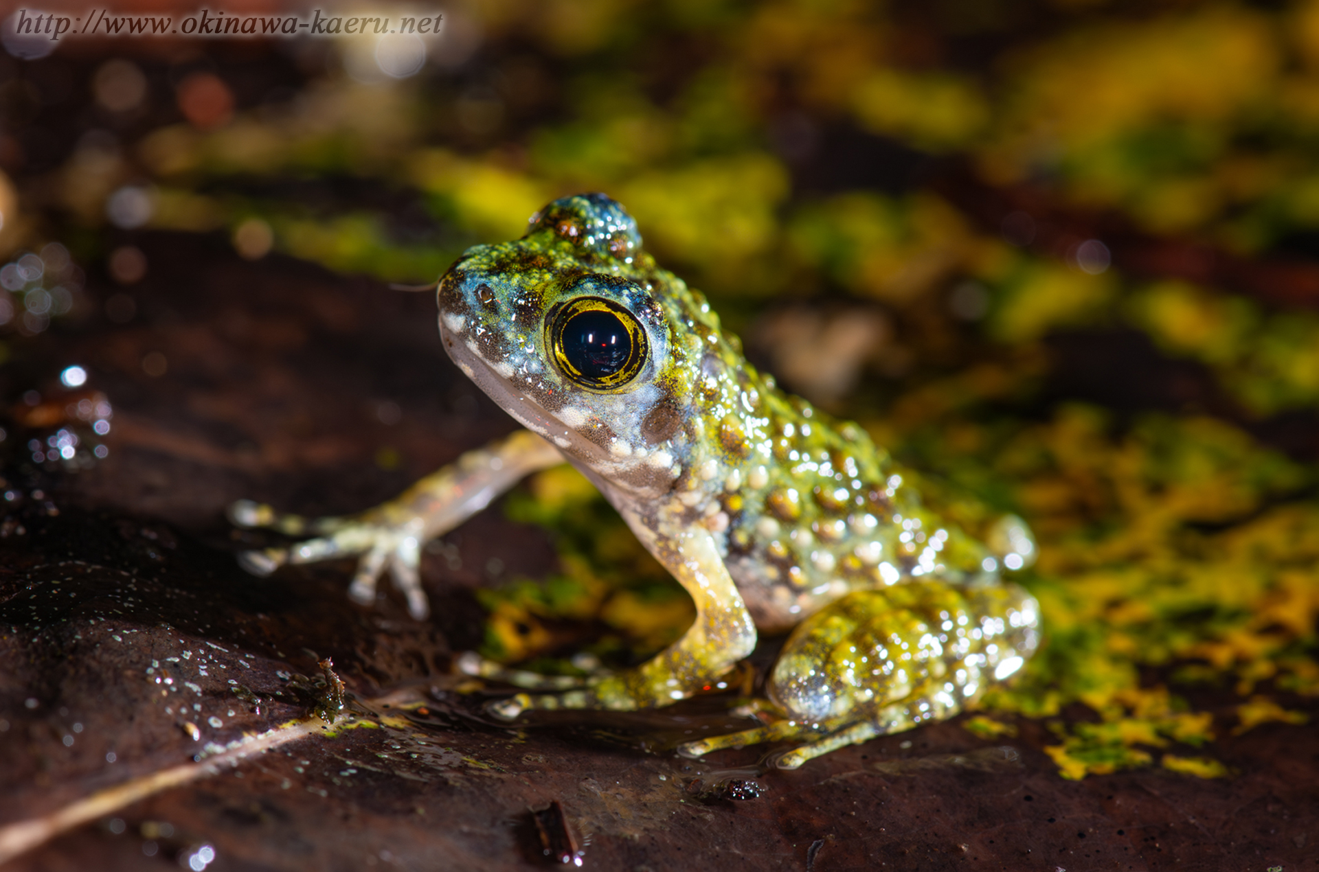 オキナワイシカワガエルの画像