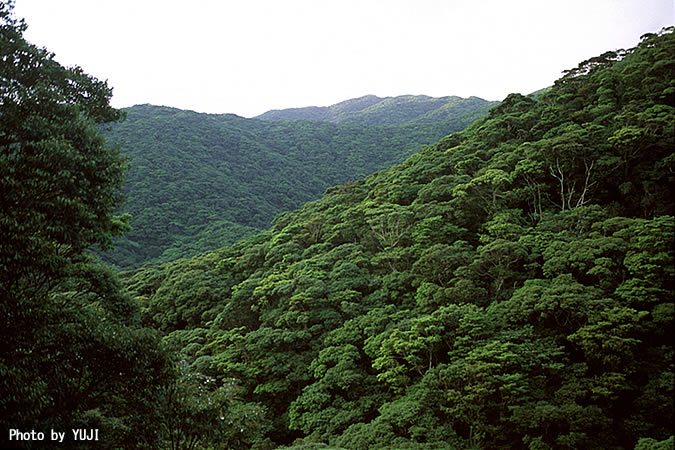 奄美大島金作原周辺の森