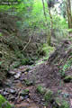 タゴガエルの生息する山間の渓流の写真