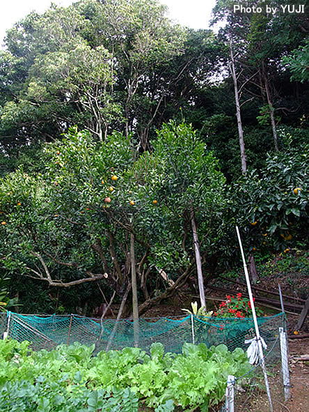 撮影地の菜園と果樹