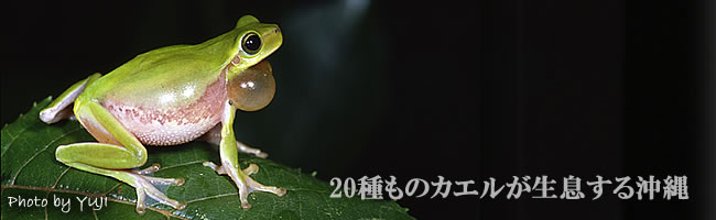沖縄のカエル 両生・爬虫類 ヤンバルクイナ ノグチゲラ うりずんの新緑 やんばるの森