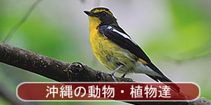 沖縄の動植物 野生生物 ヤンバルクイナ ノグチゲラ ケナガネズミ フイリマングース オキナワトゲネズミ