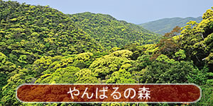 やんばるの森 渓流 山原 うりずん オキナワトゲネズミ