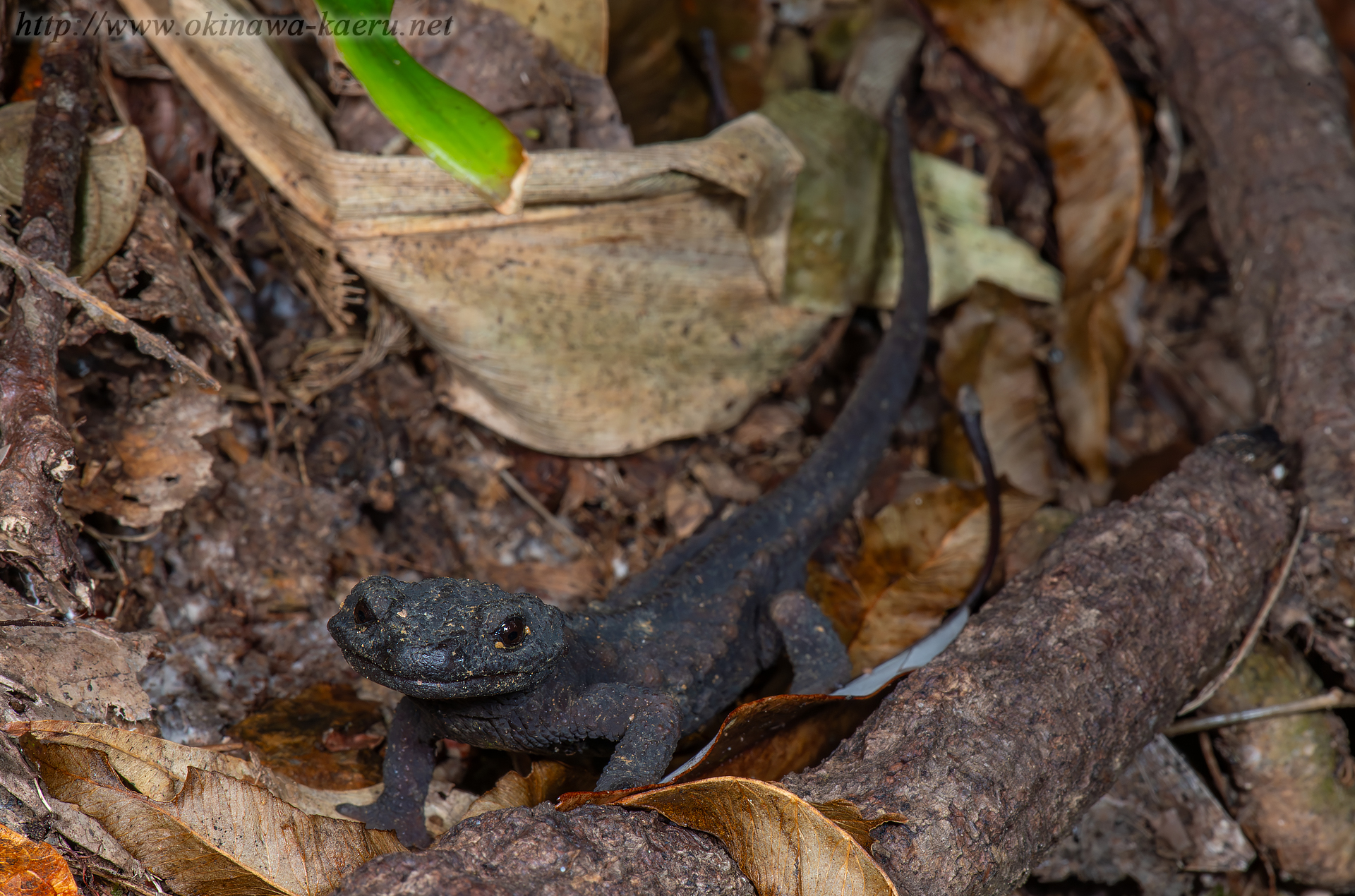 オキナワイボイモリの画像