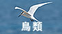 沖縄の野鳥図鑑へ