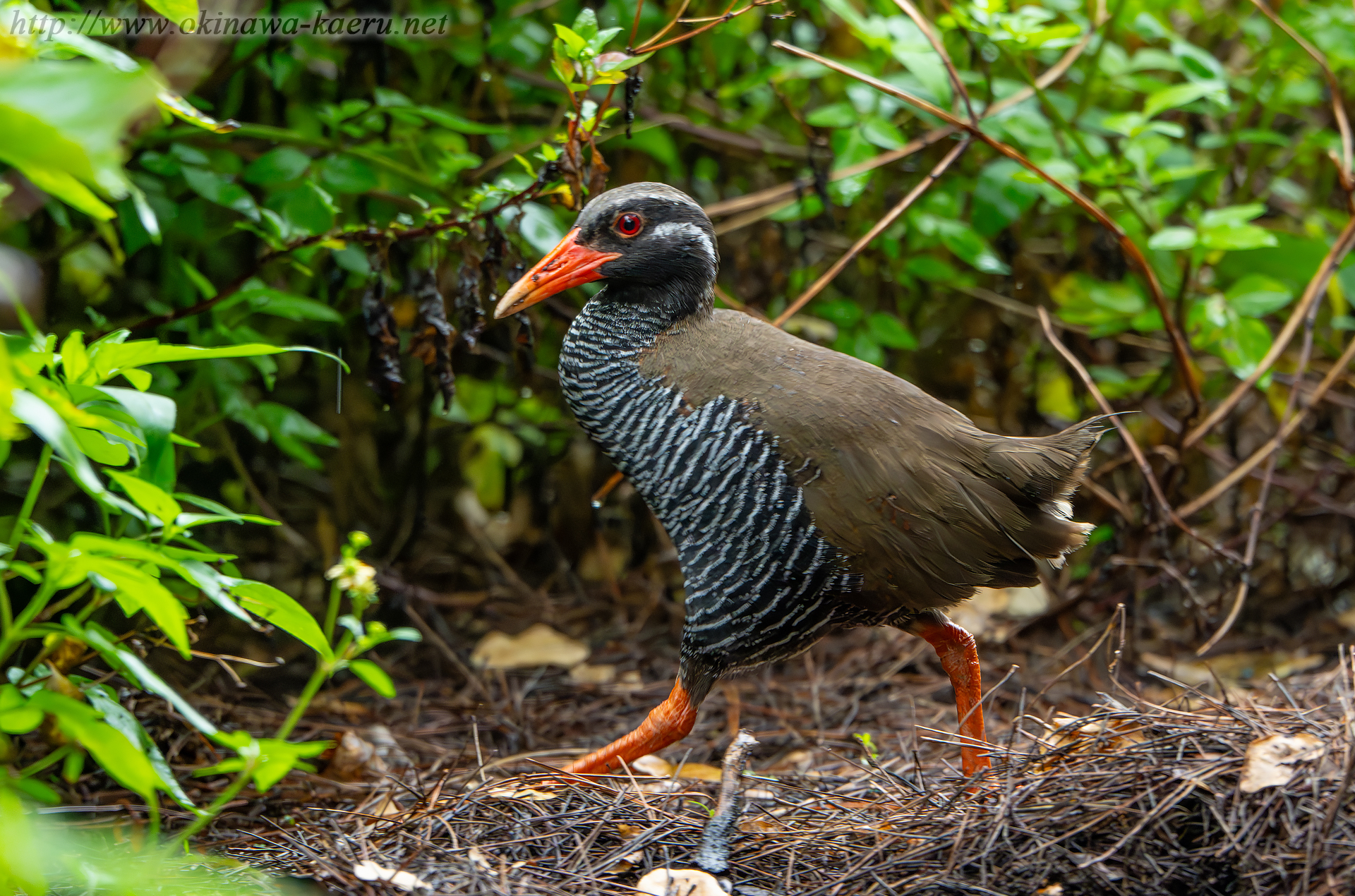ヤンバルクイナの画像