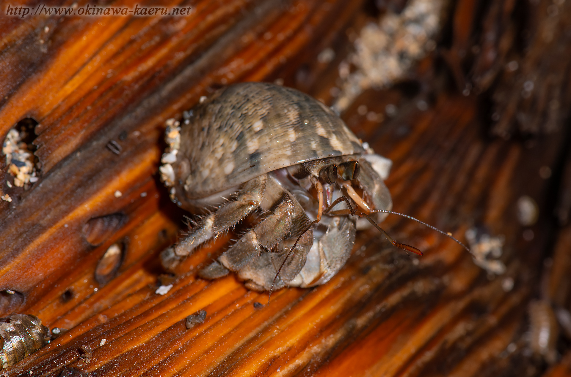 ナキオカヤドカリの画像