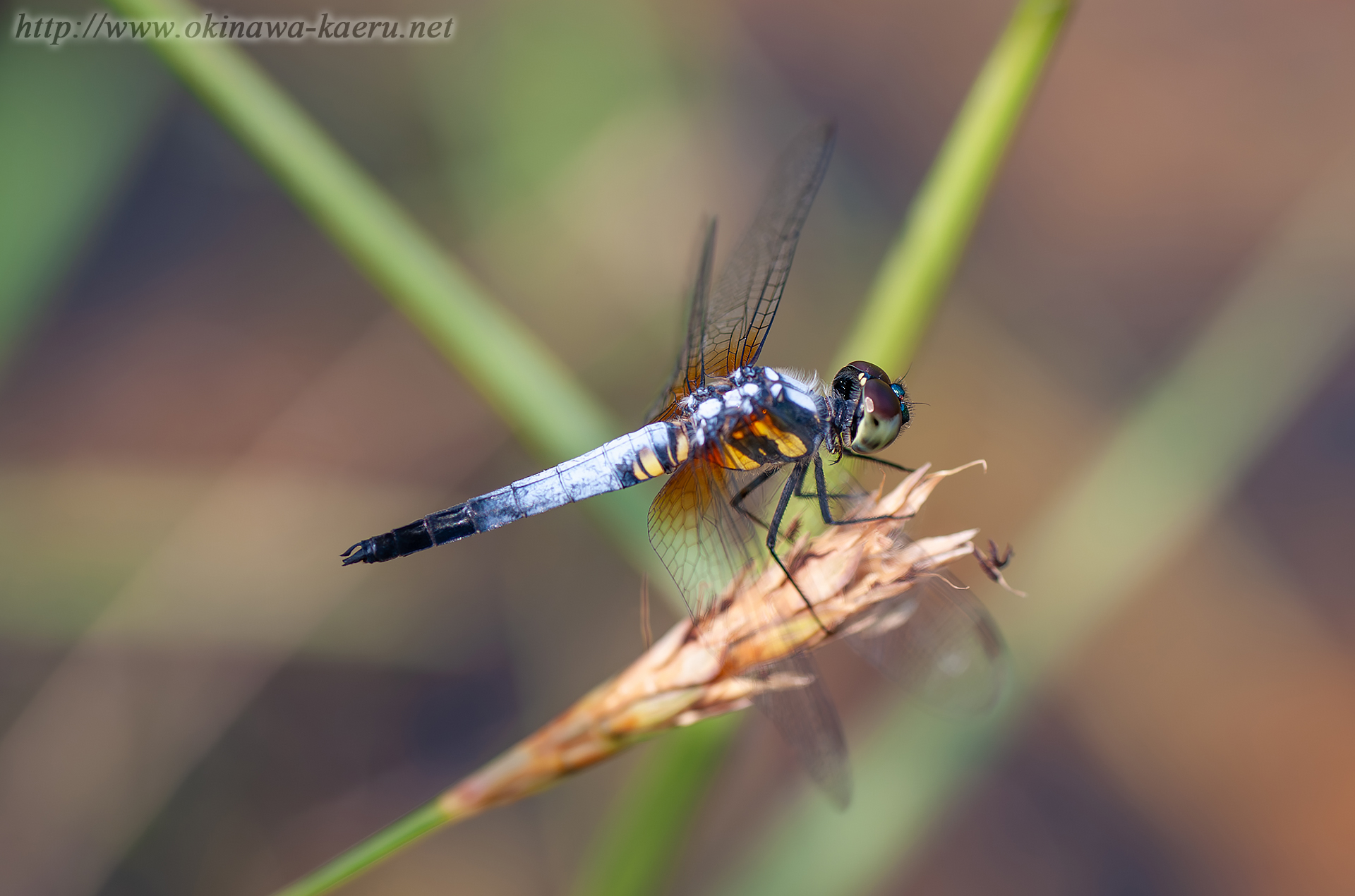 アオビタイトンボの画像