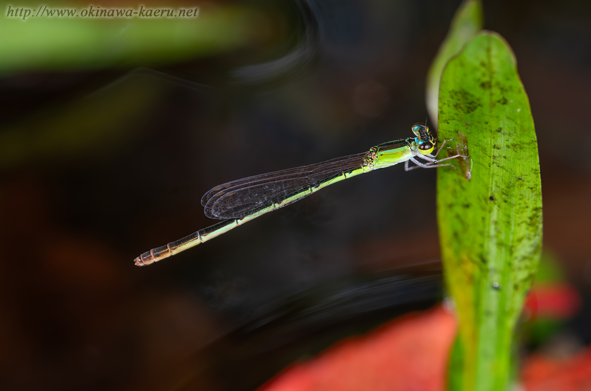 アオモンイトトンボの画像
