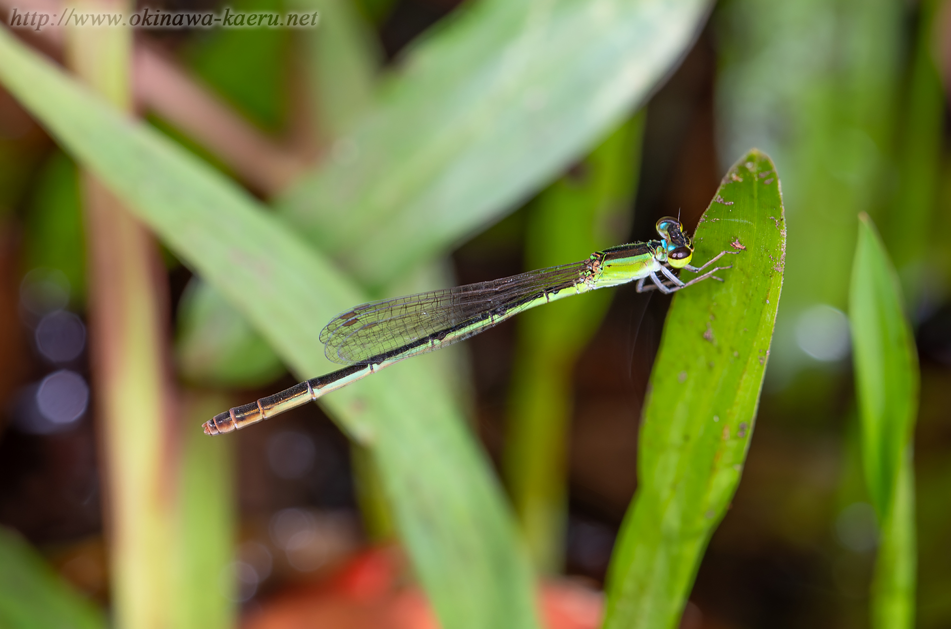 アオモンイトトンボの画像