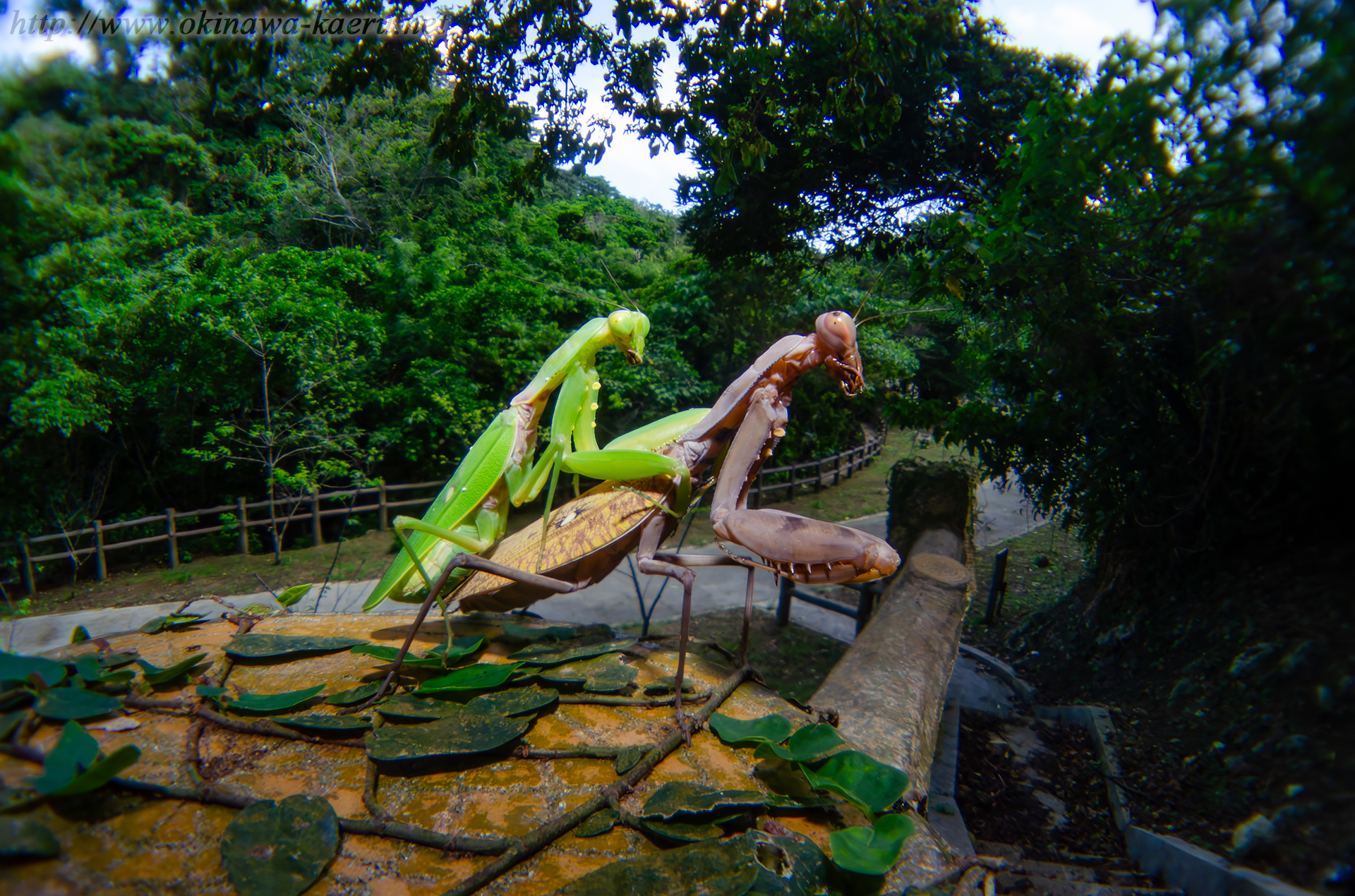 ハラビロカマキリの画像