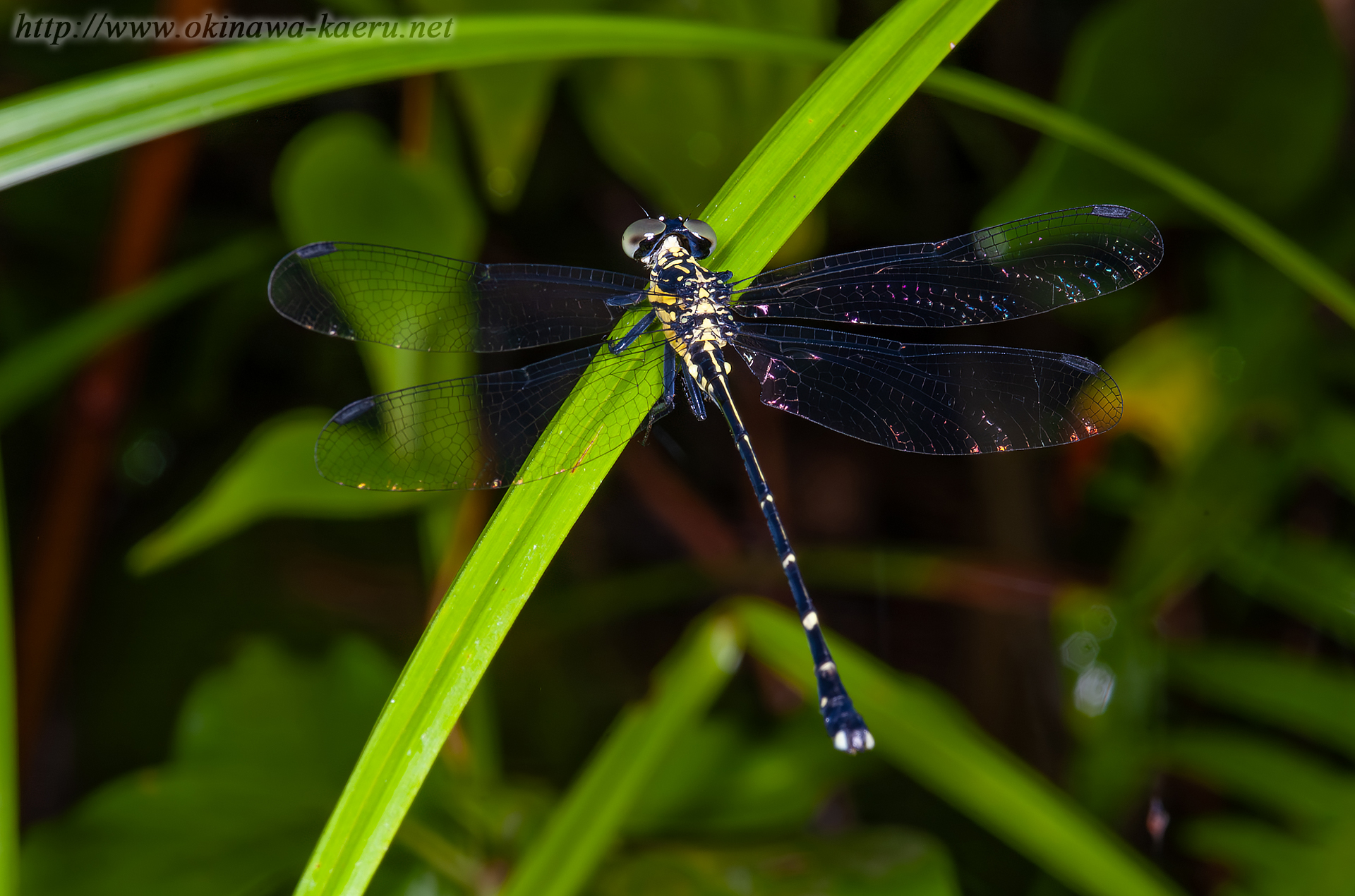 ヒメホソナサエの画像