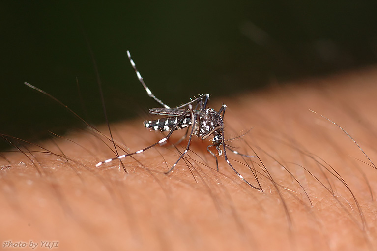 ヒトスジシマカ Aedes albopictus