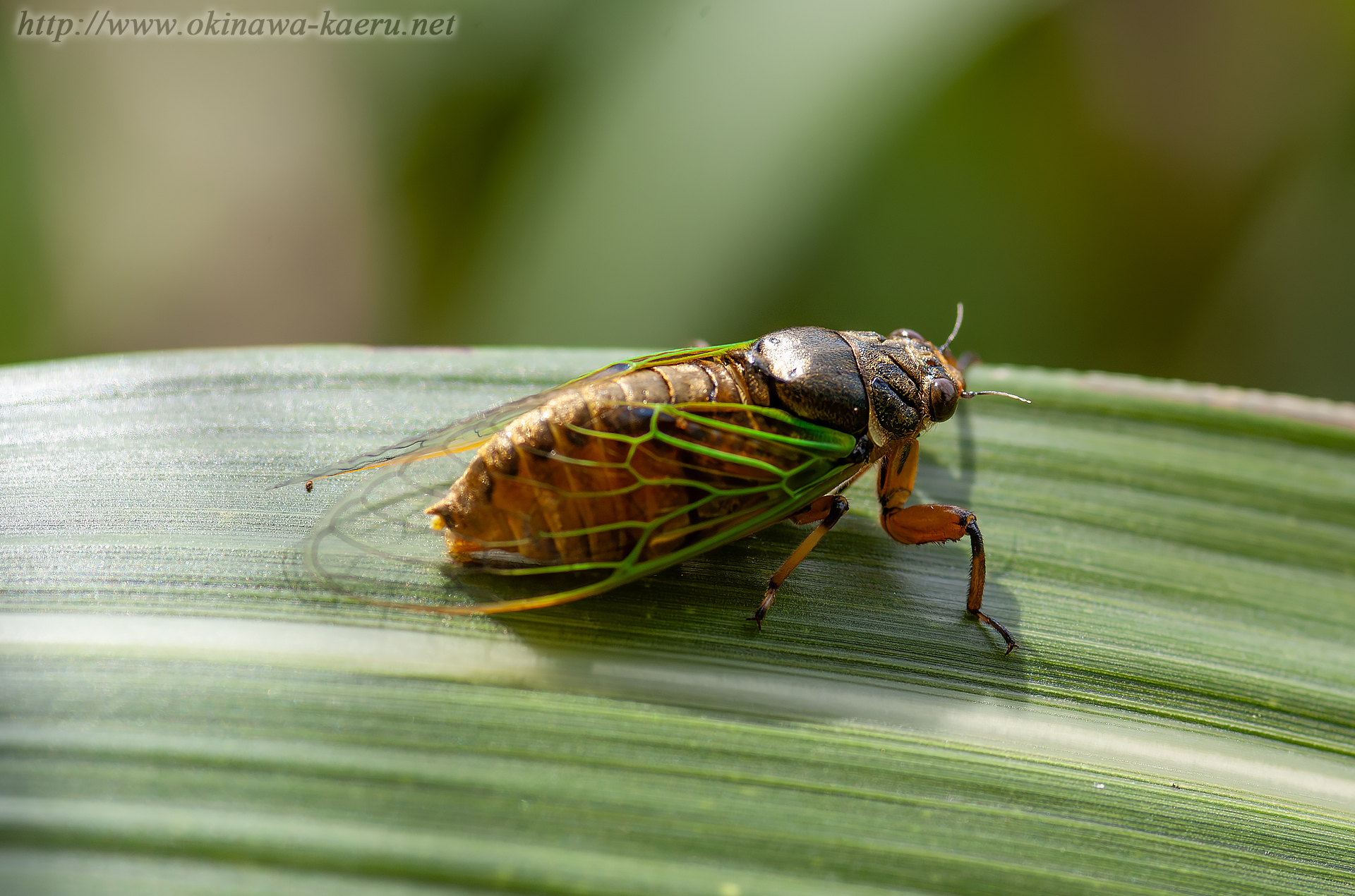 イワサキクサゼミの画像