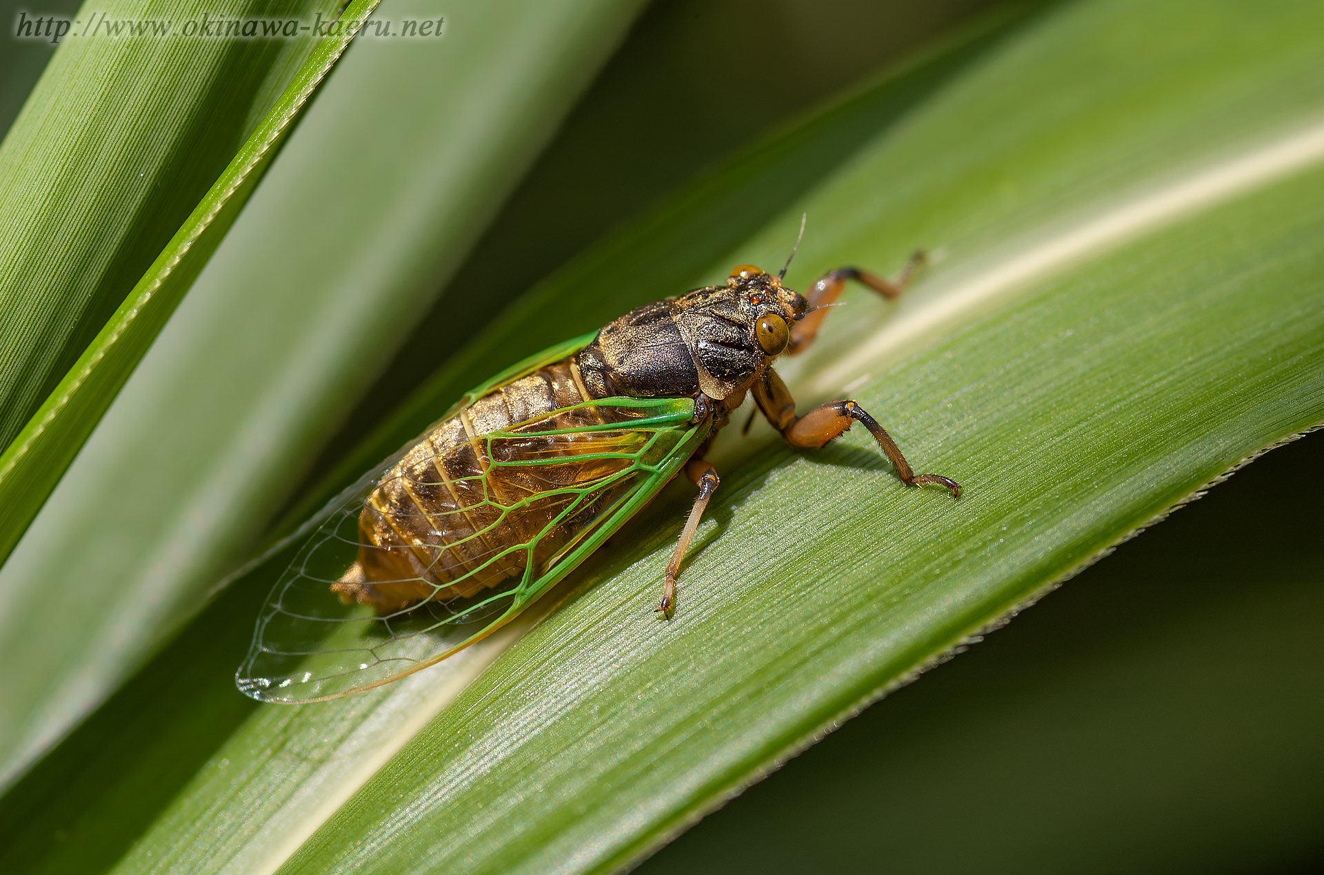 イワサキクサゼミの画像