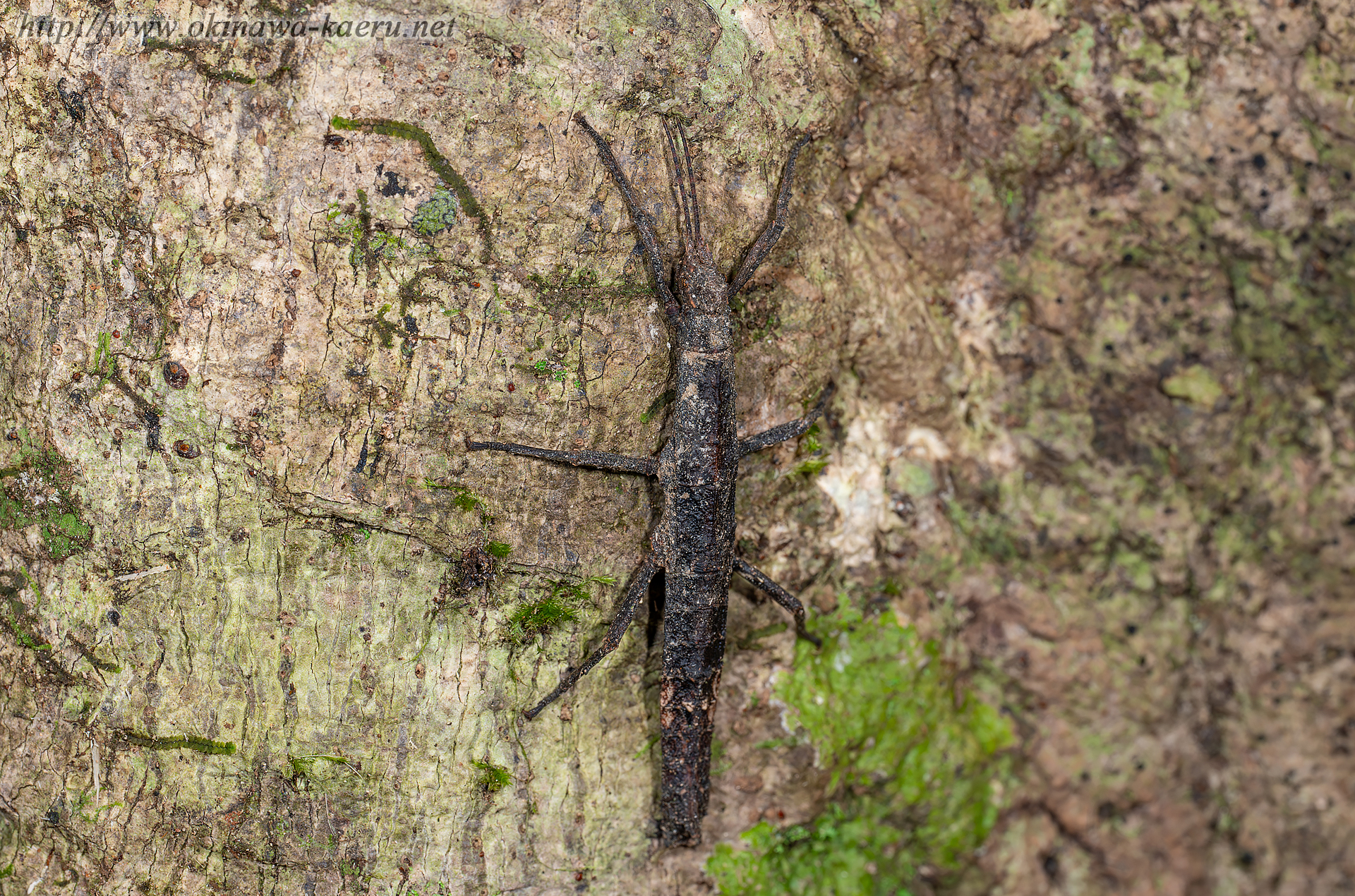 コブナナフシの画像