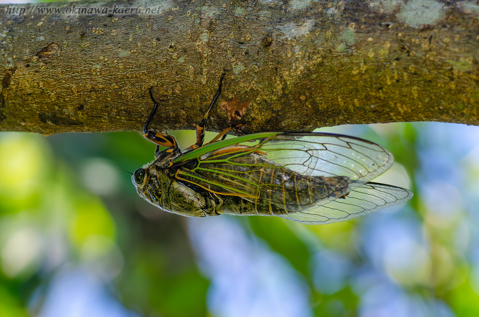 クマゼミの画像