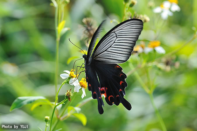 クロアゲハ Papilio protenor liukiuensis
