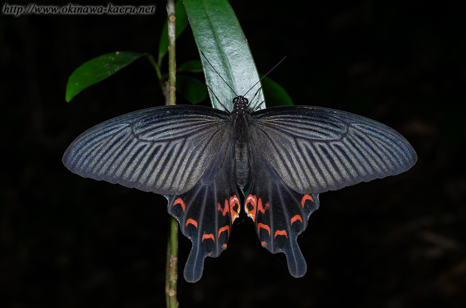 クロアゲハの画像