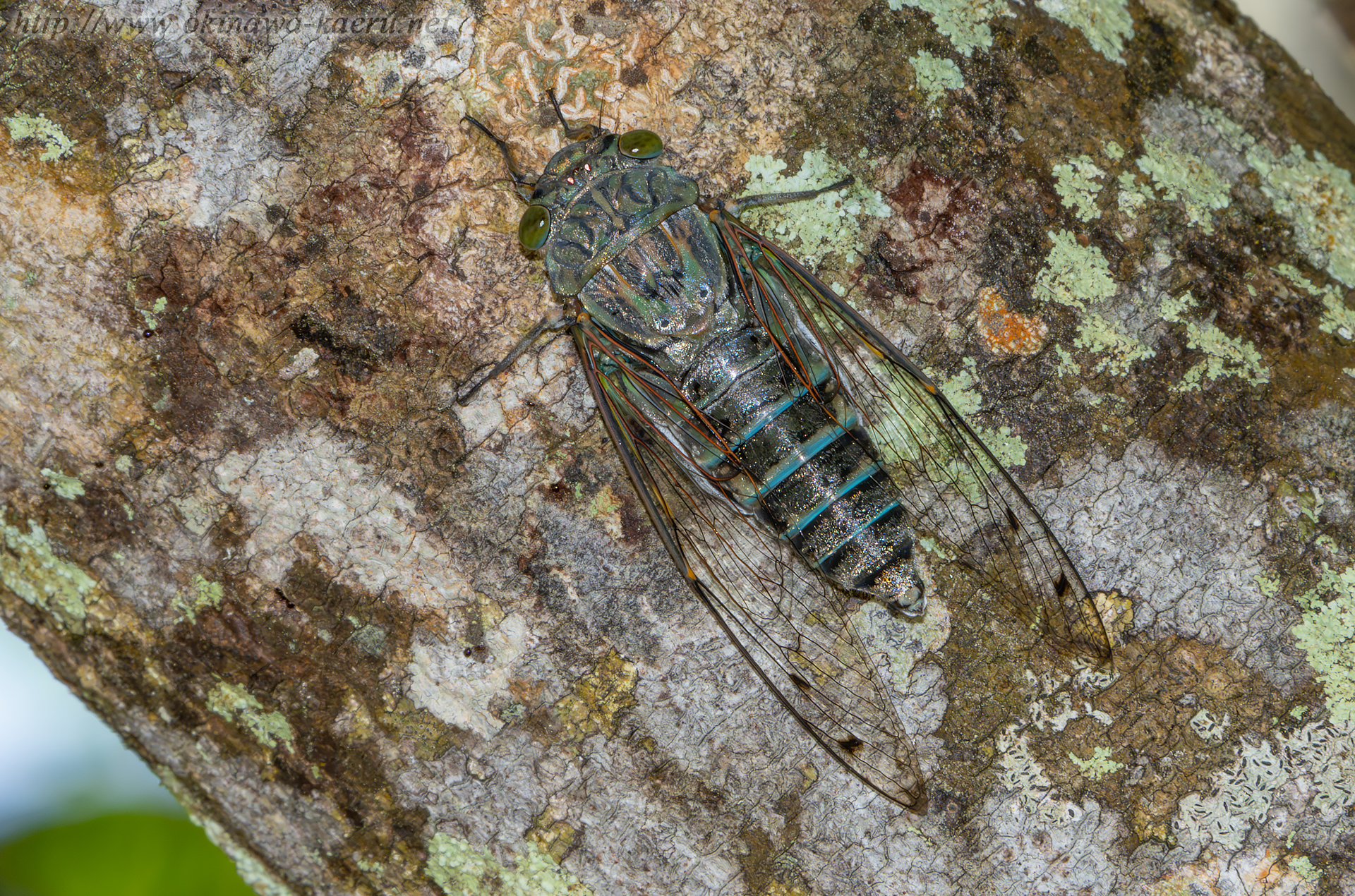 クロイワツクツクの画像