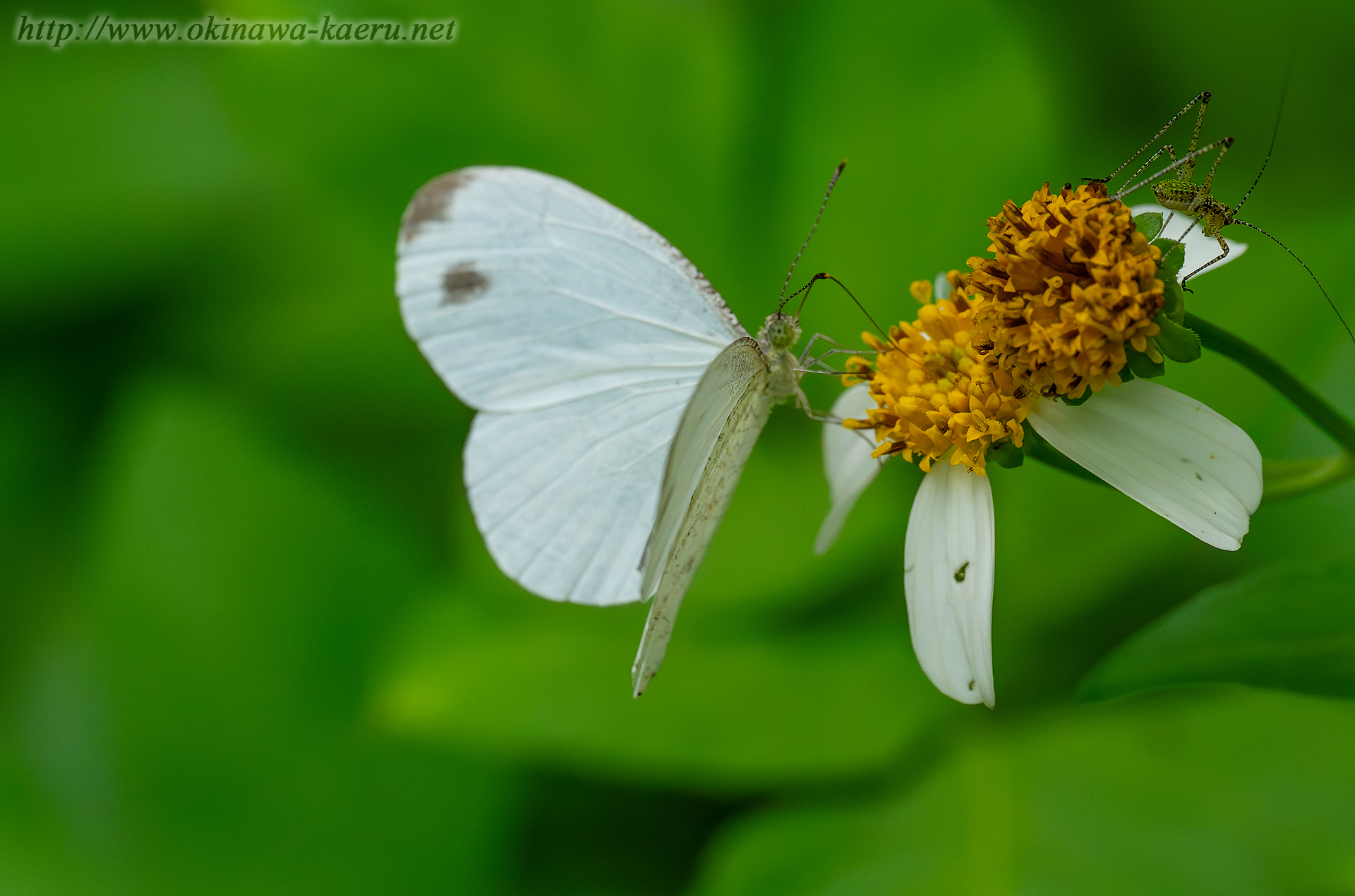 クロテンシロチョウの画像