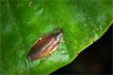 マダラゴキブリの写真