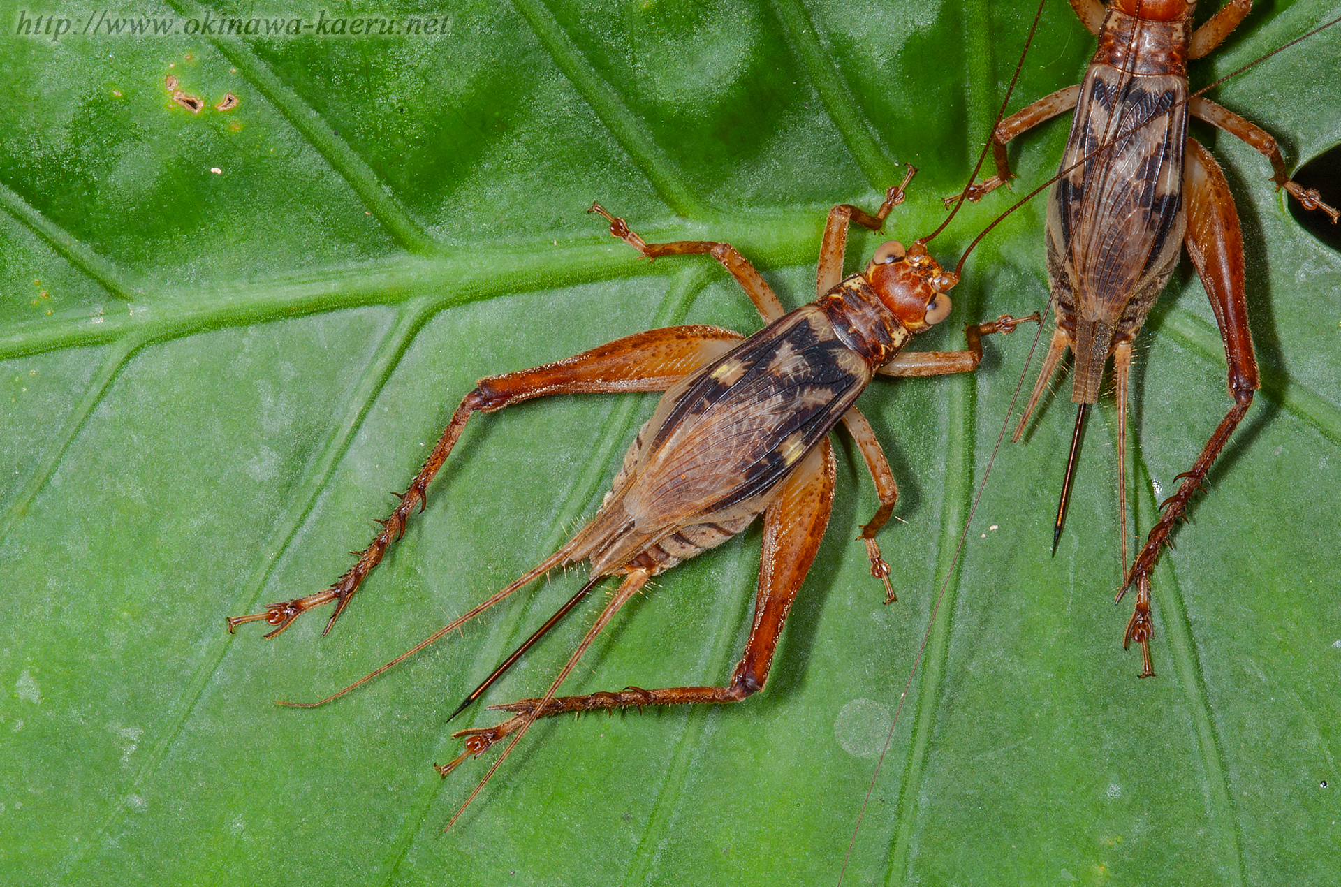 キマダラマツムシの画像