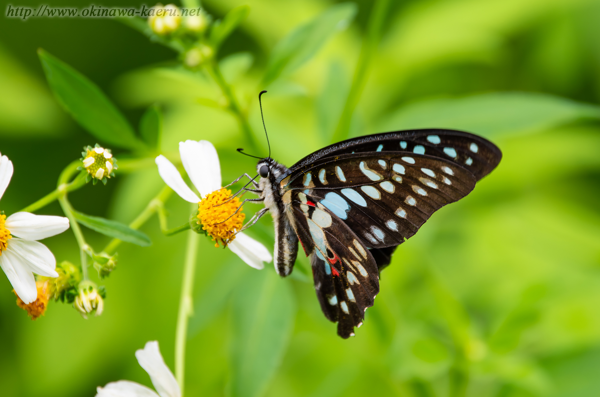 ミカドアゲハの画像