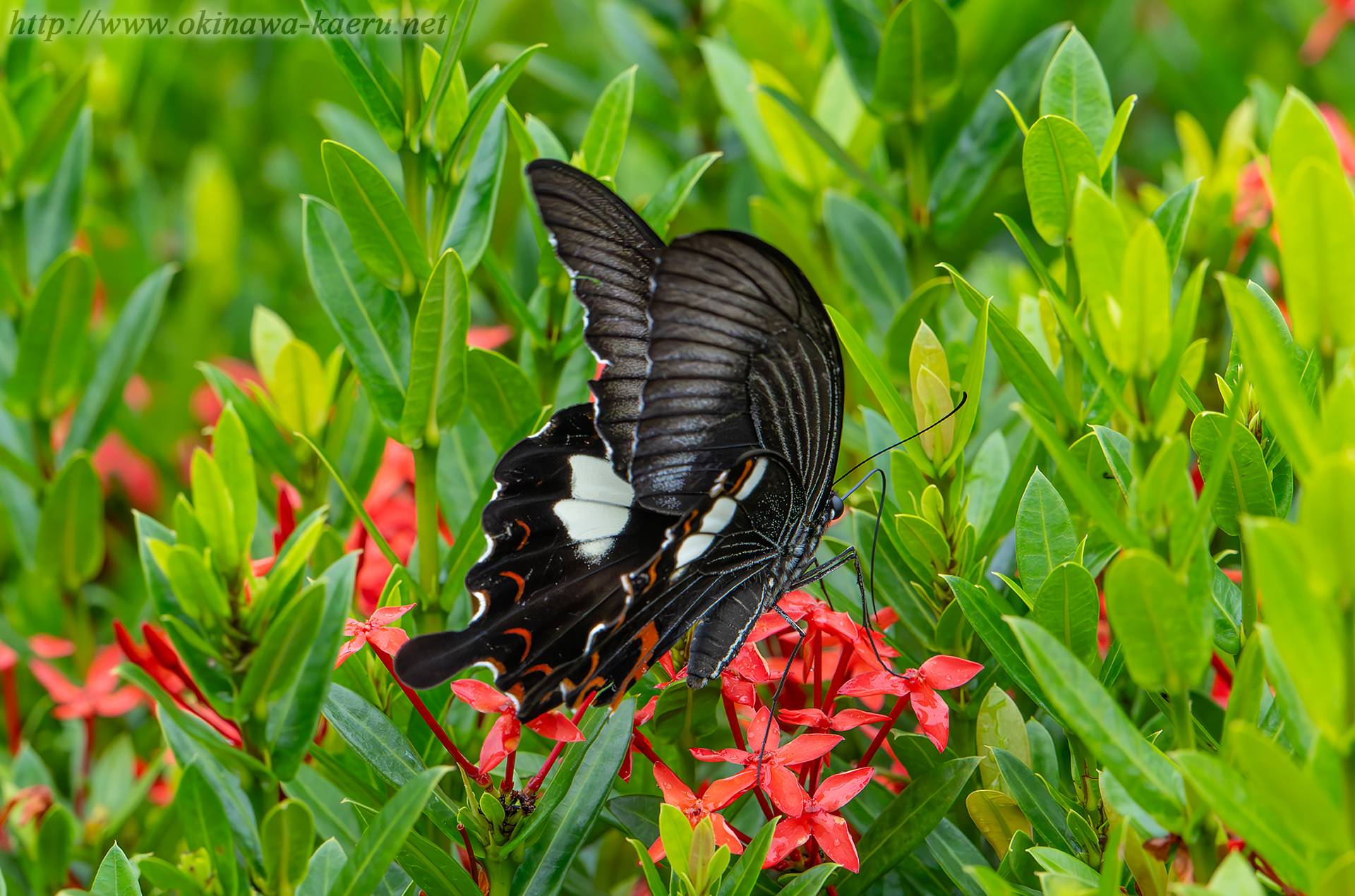 モンキアゲハの画像