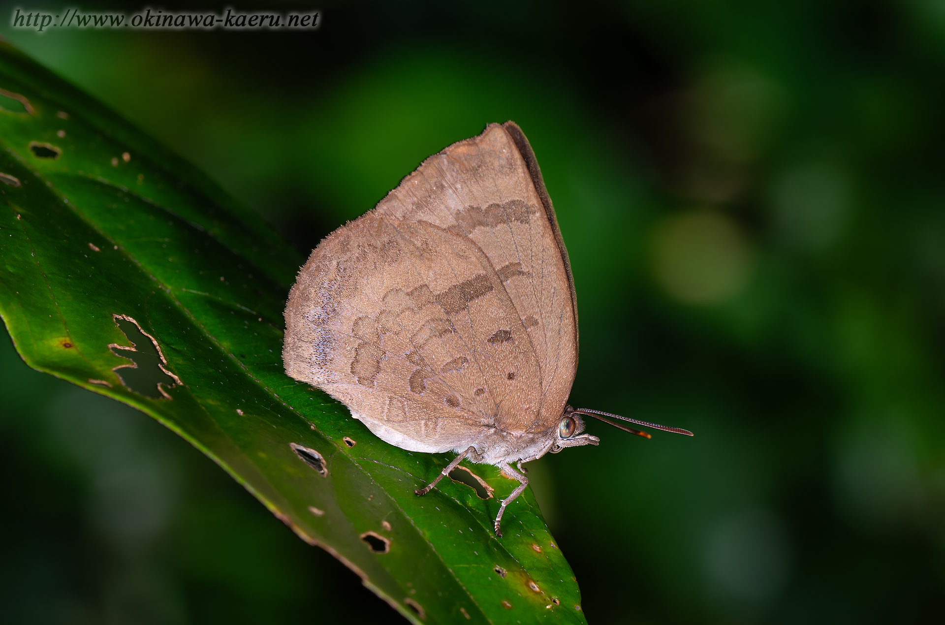 ムラサキシジミの画像