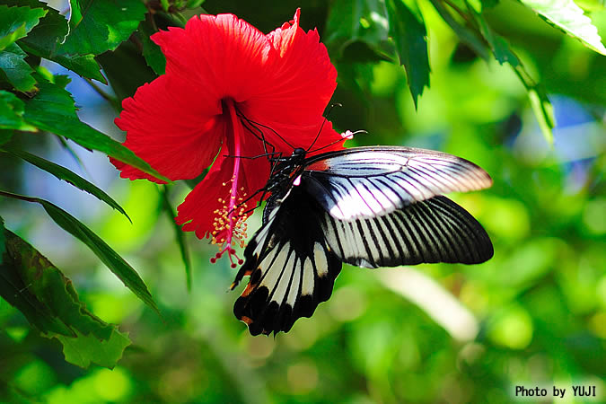 ナガサキアゲハ Papilio memnon