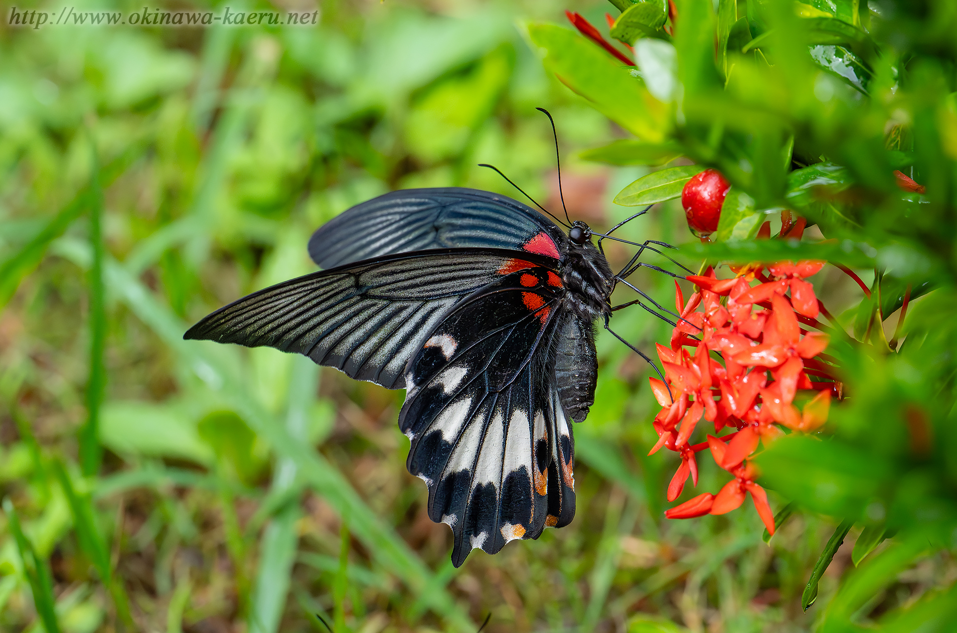 ナガサキアゲハの画像