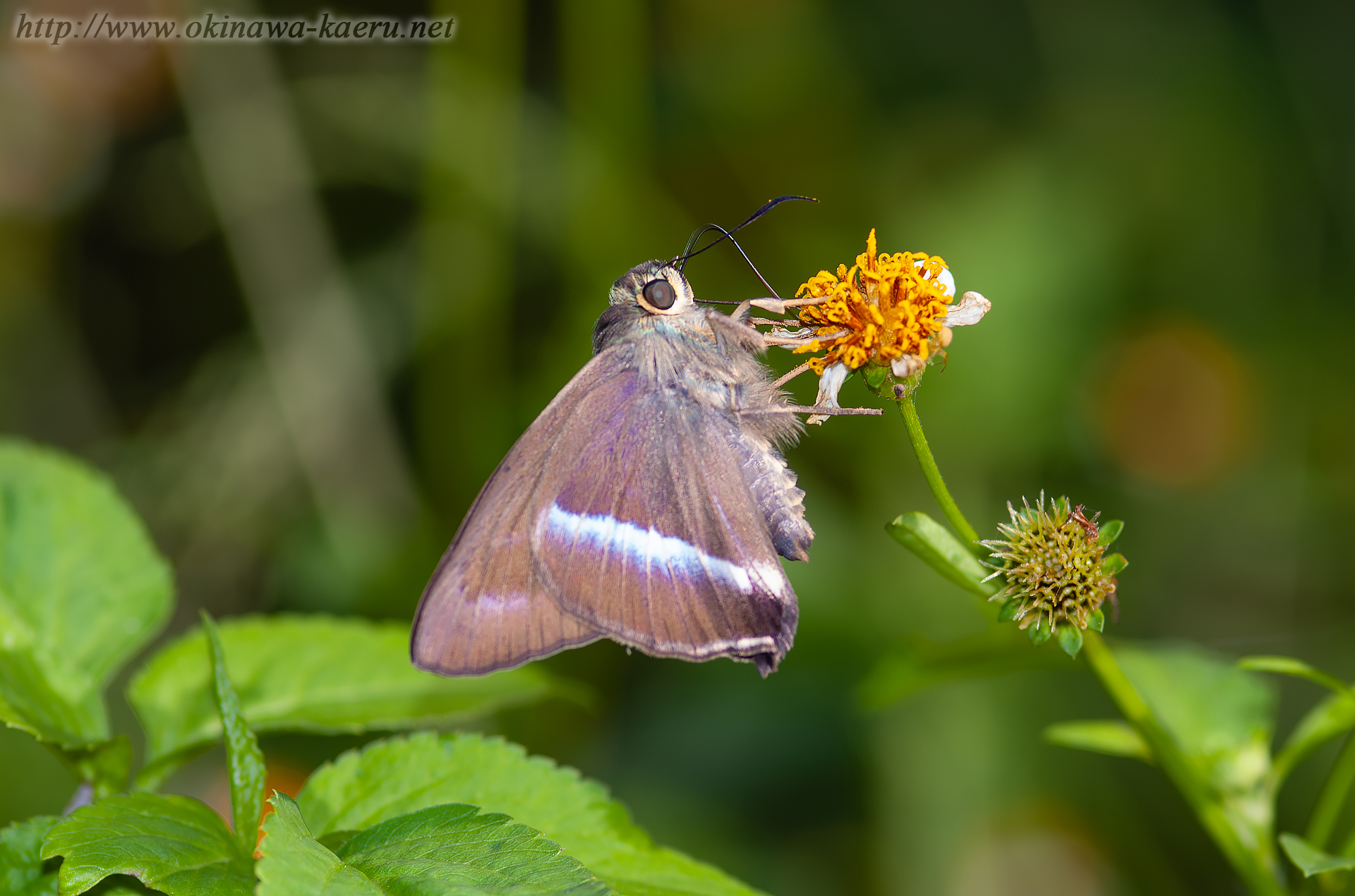 オキナワビロウドセセリの画像