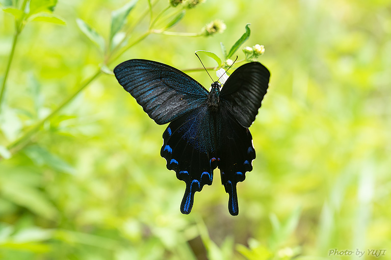 オキナワカラスアゲハ Papilio ryukyuensis