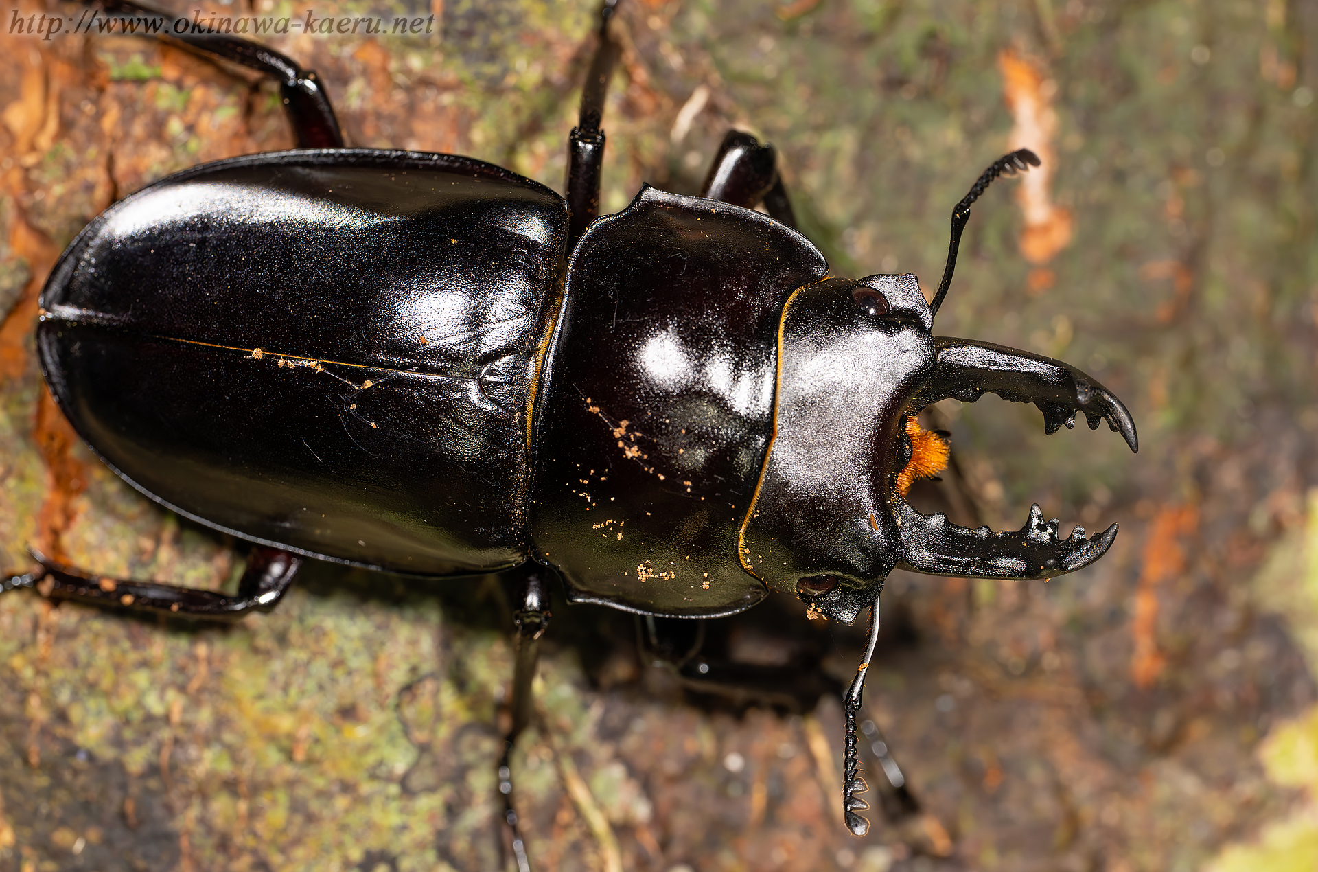 オキナワマルバネクワガタの画像