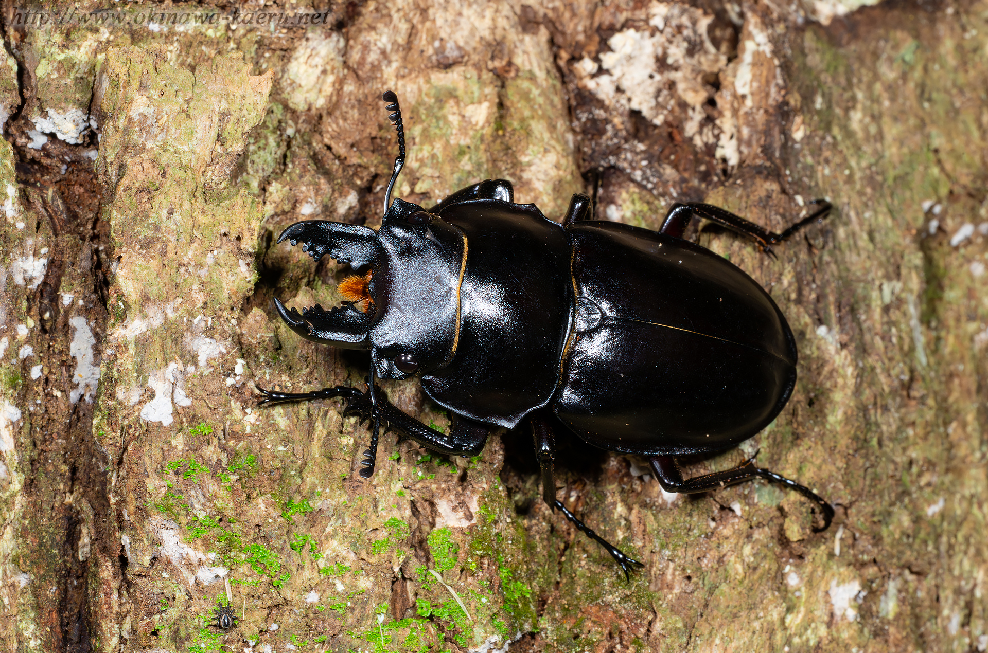 オキナワマルバネクワガタの画像