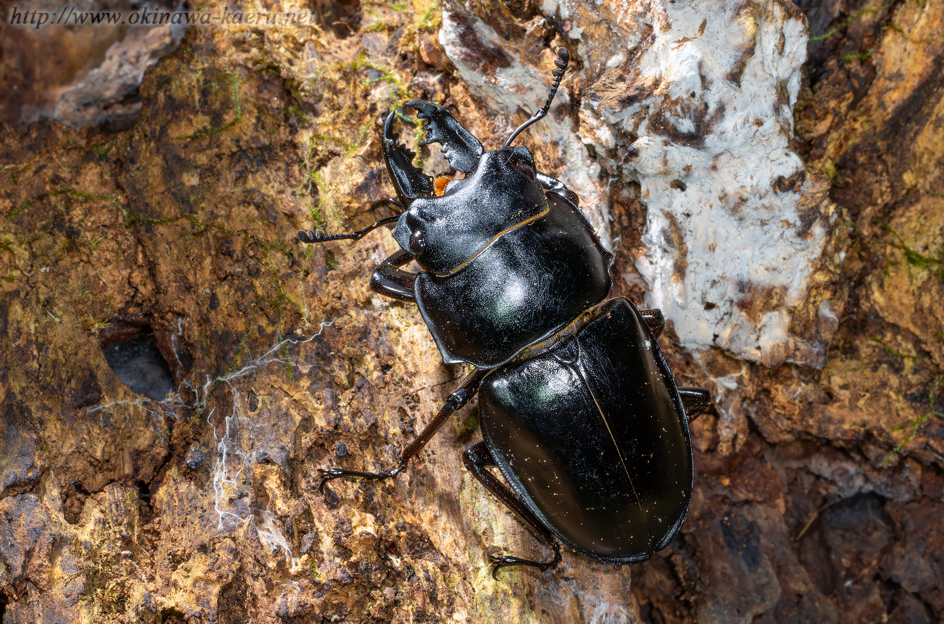 オキナワマルバネクワガタの画像