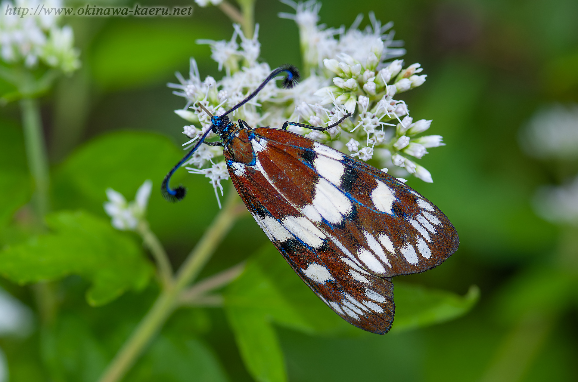 オキナワルリチラシの画像