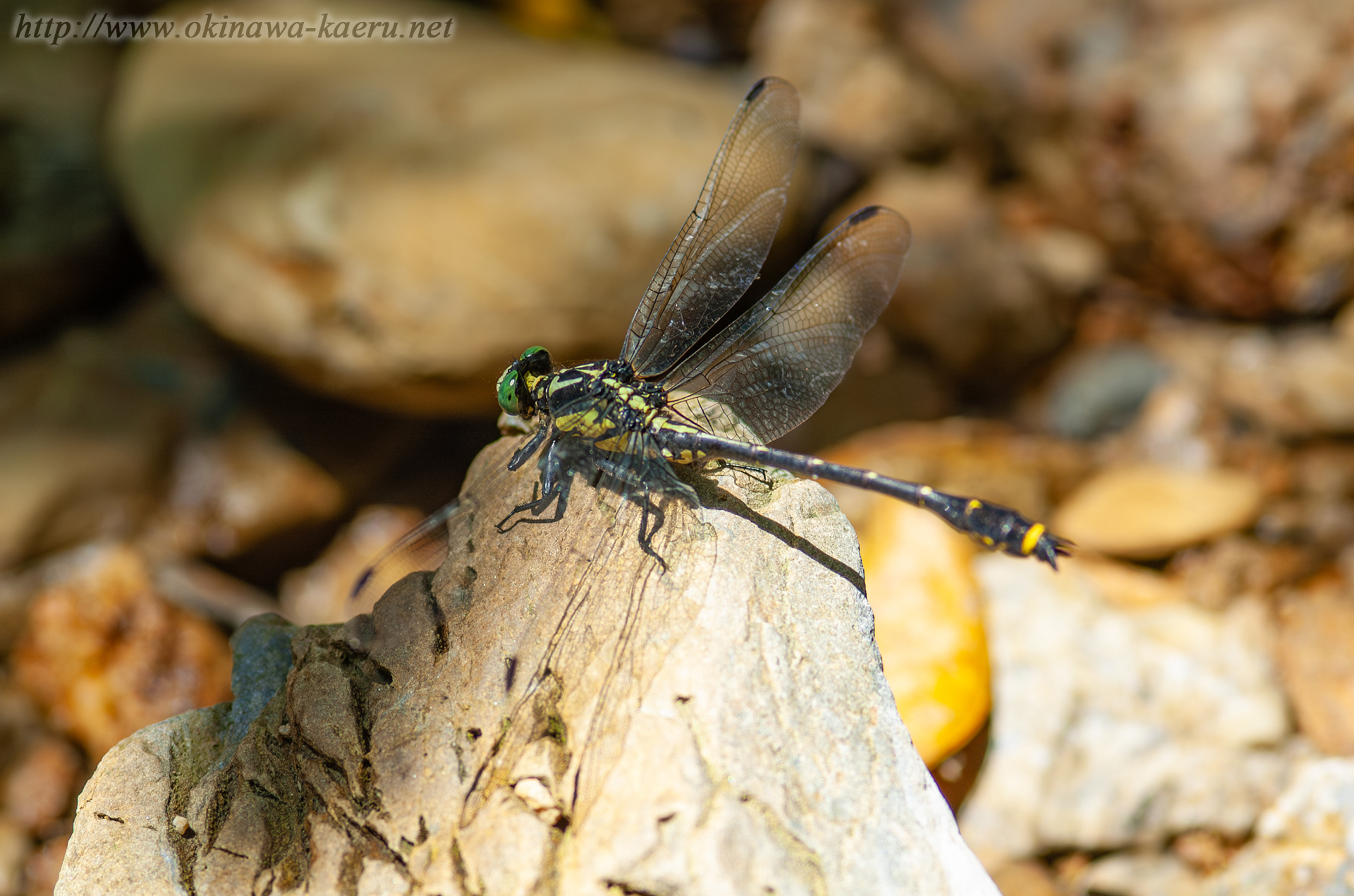 オキナワサナエの画像