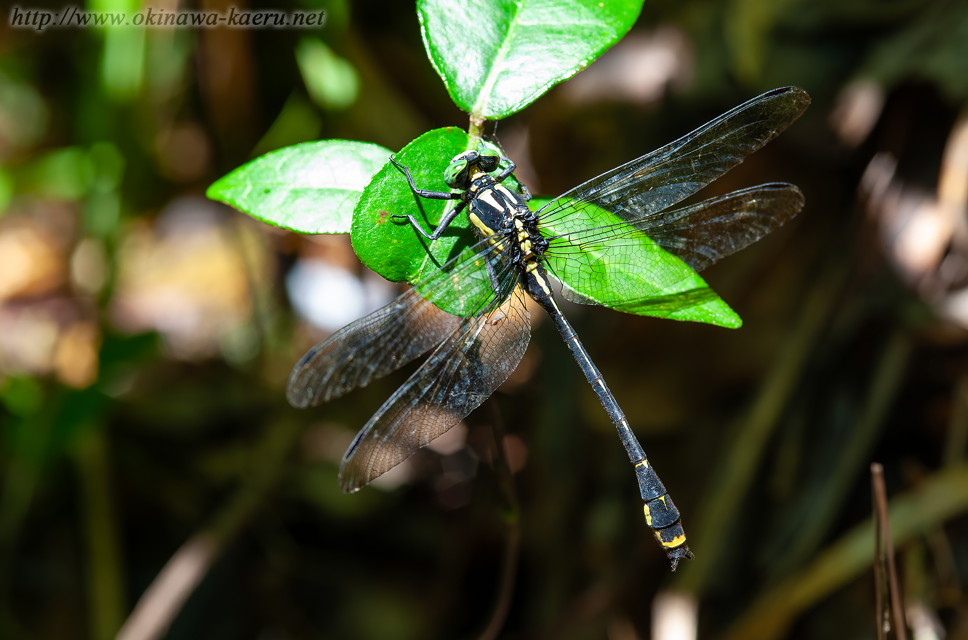 オキナワサナエの画像