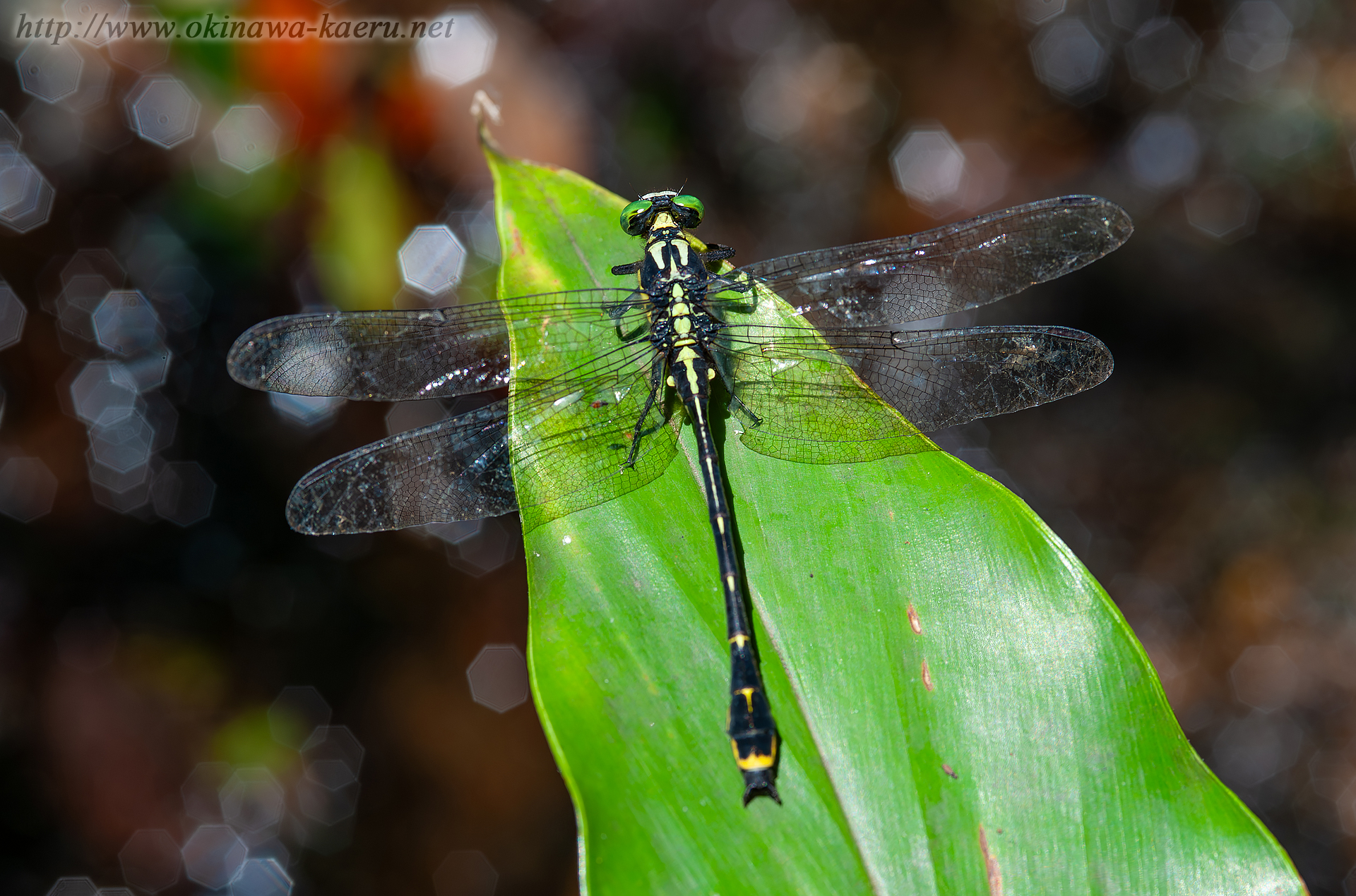 オキナワサナエの画像