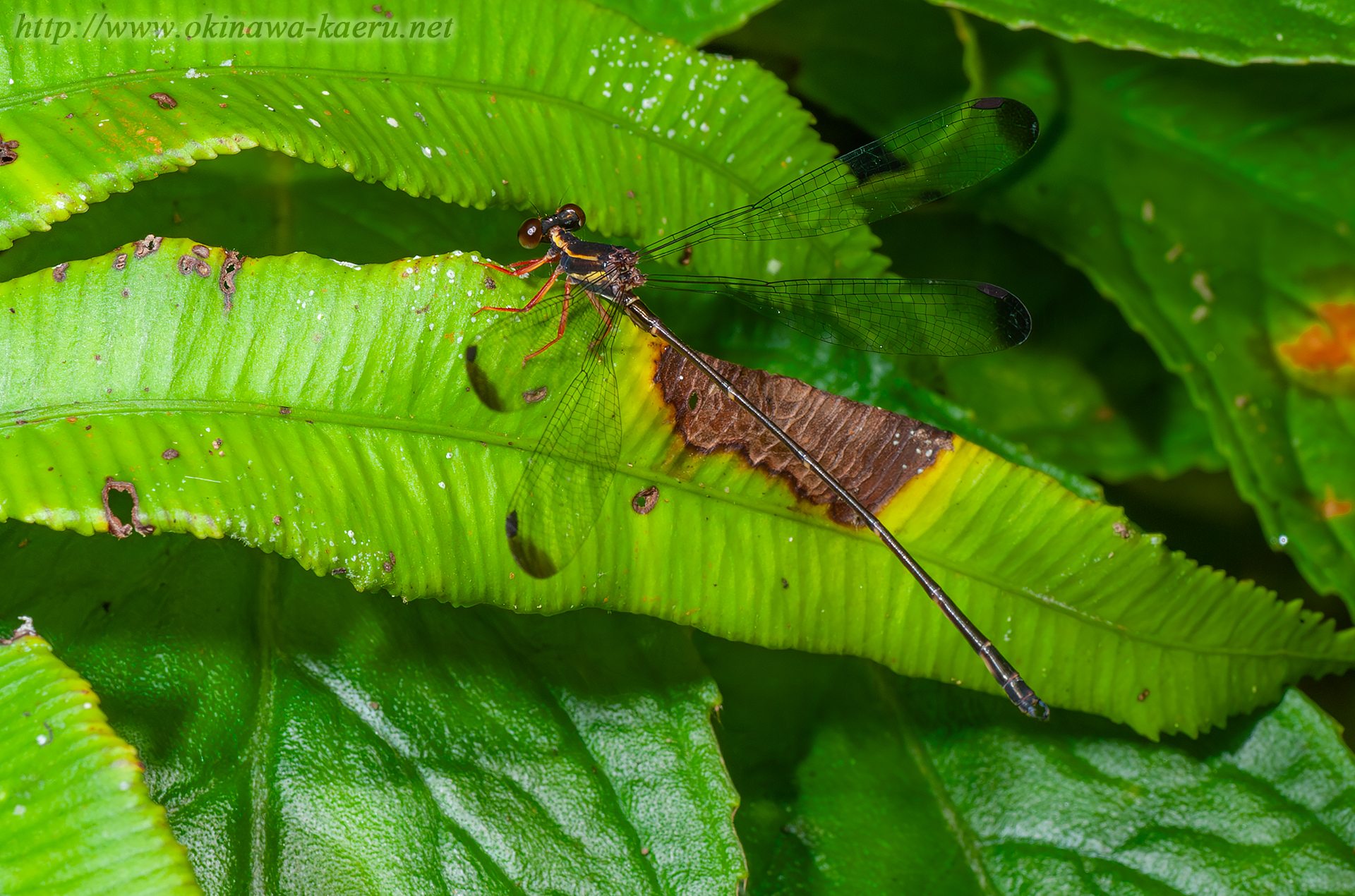 オキナワトゲオトンボの画像