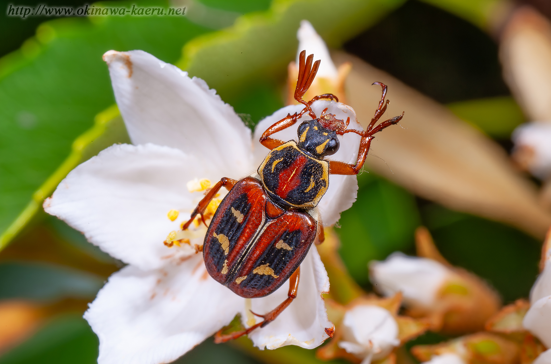 オキナワトラフハナムグリの画像