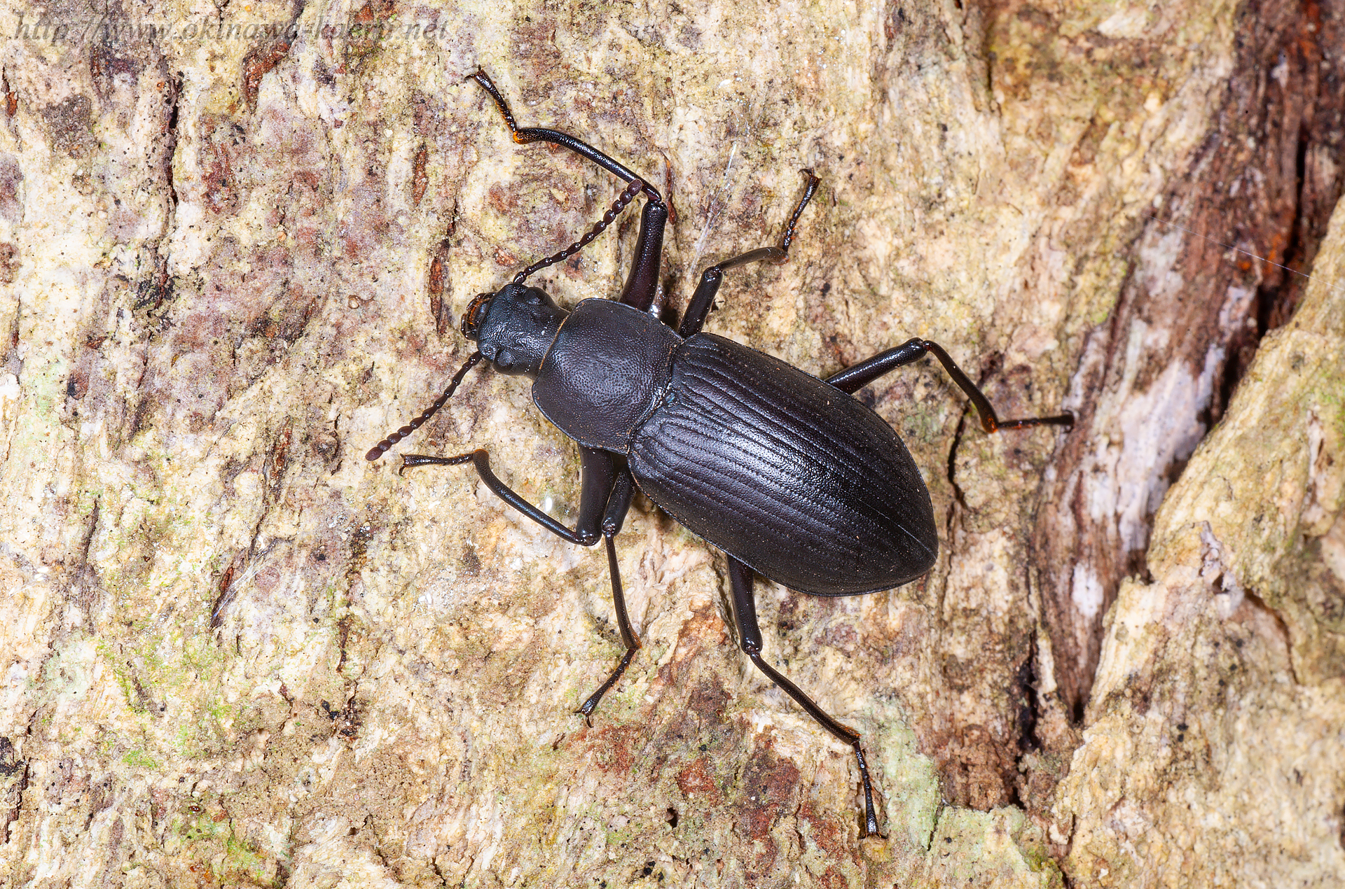 オキナワユミアシゴミムシダマシの画像