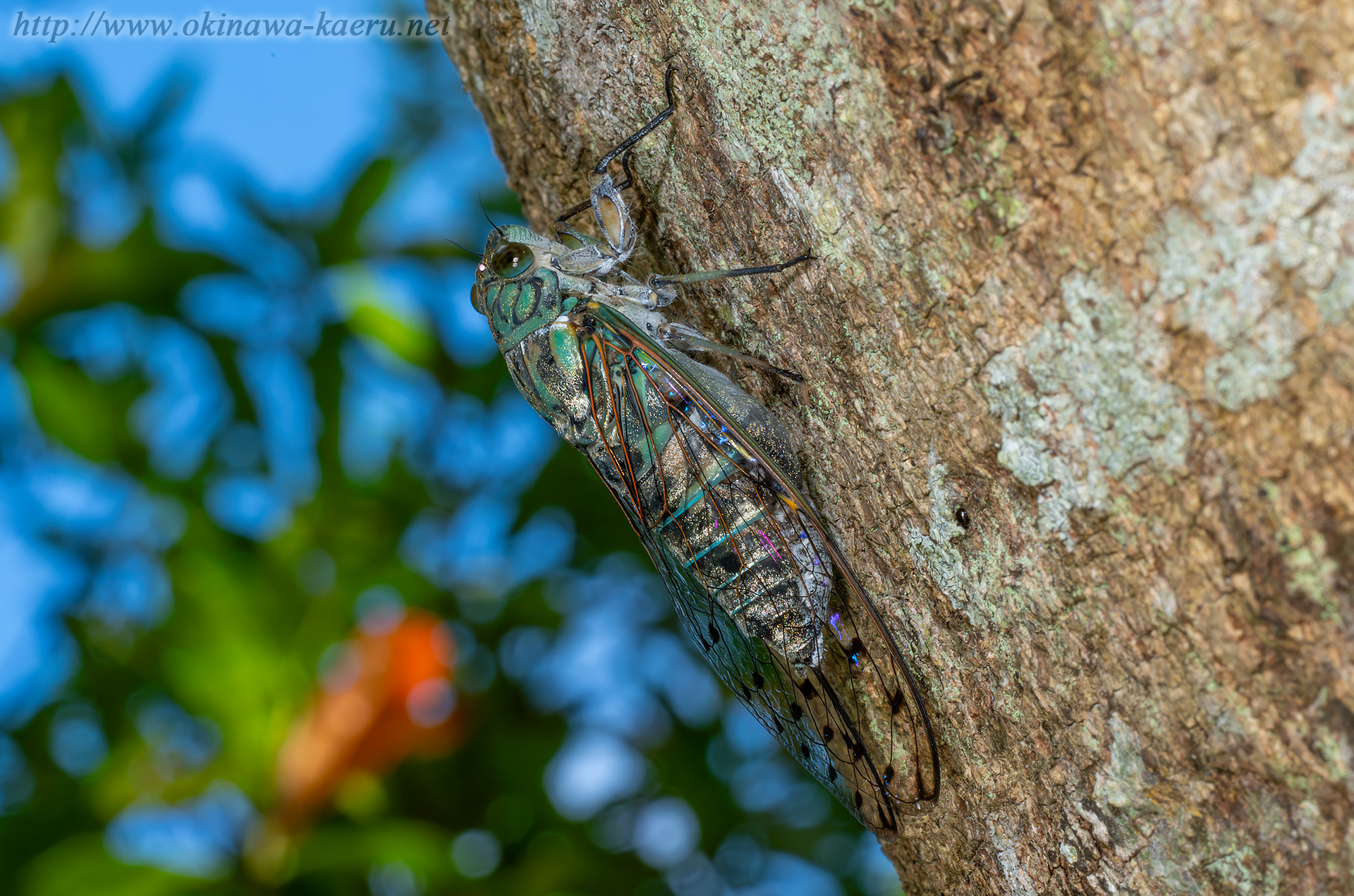 オオシマゼミの画像