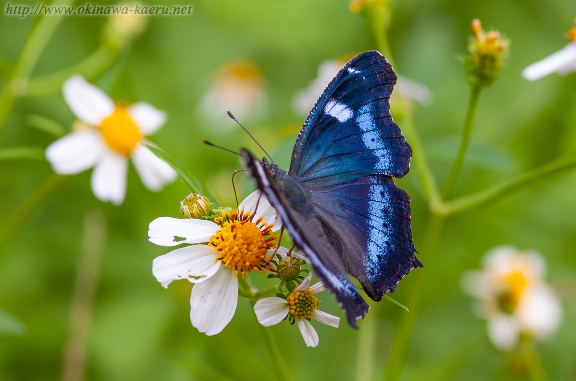 ルリタテハの画像