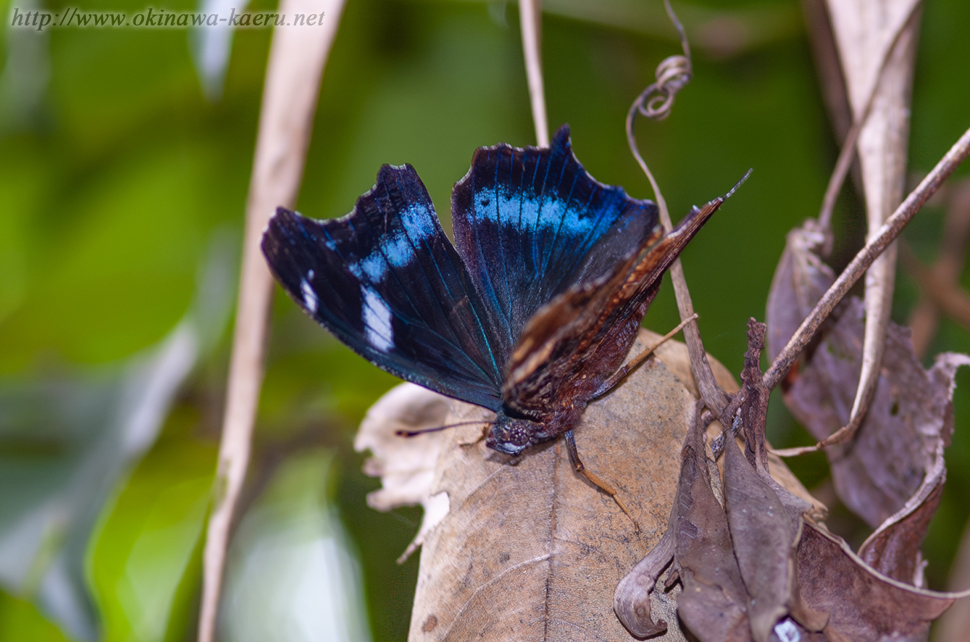 ルリタテハの画像