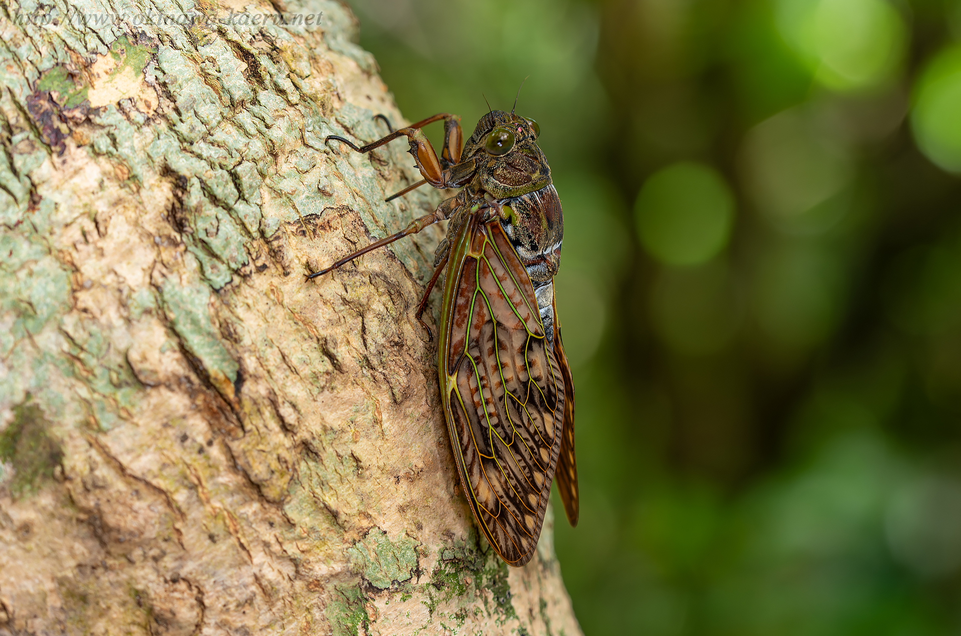 リュウキュウアブラゼミの画像