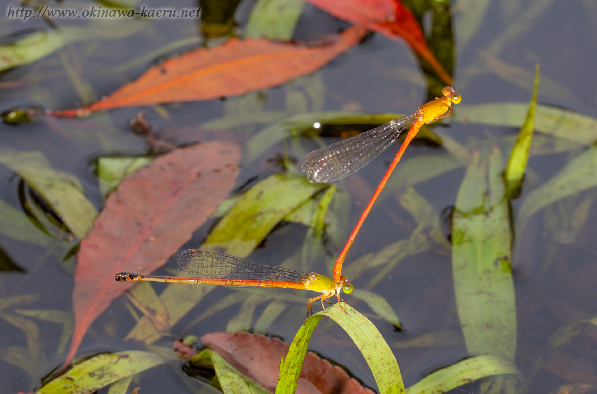 リュウキュウベニイトトンボの画像